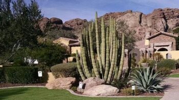 Landscape Design Scottsdale