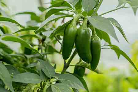 best landscapers phoenix. can you grow peppers in arizona.