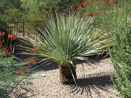 Landscaping Services Phoenix