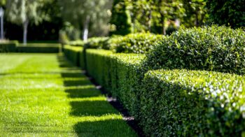 Landscape Designer Scottsdale AZ