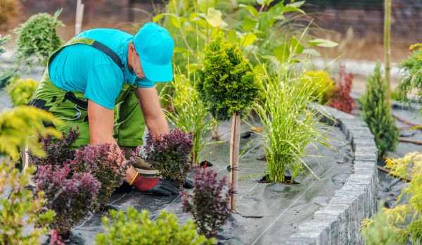 Landscape Designer In Scottsdale, Az