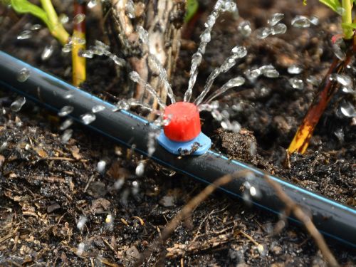 How To Avoid Irrigation Mistakes In Your Yard